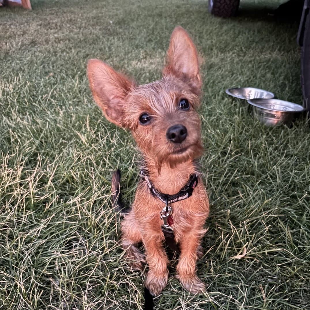 Chewbacca - Terrier
