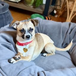 Meeko image 4