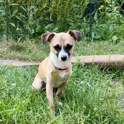 Meeko image 3