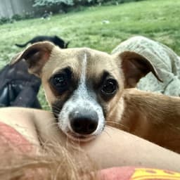 Meeko image 1