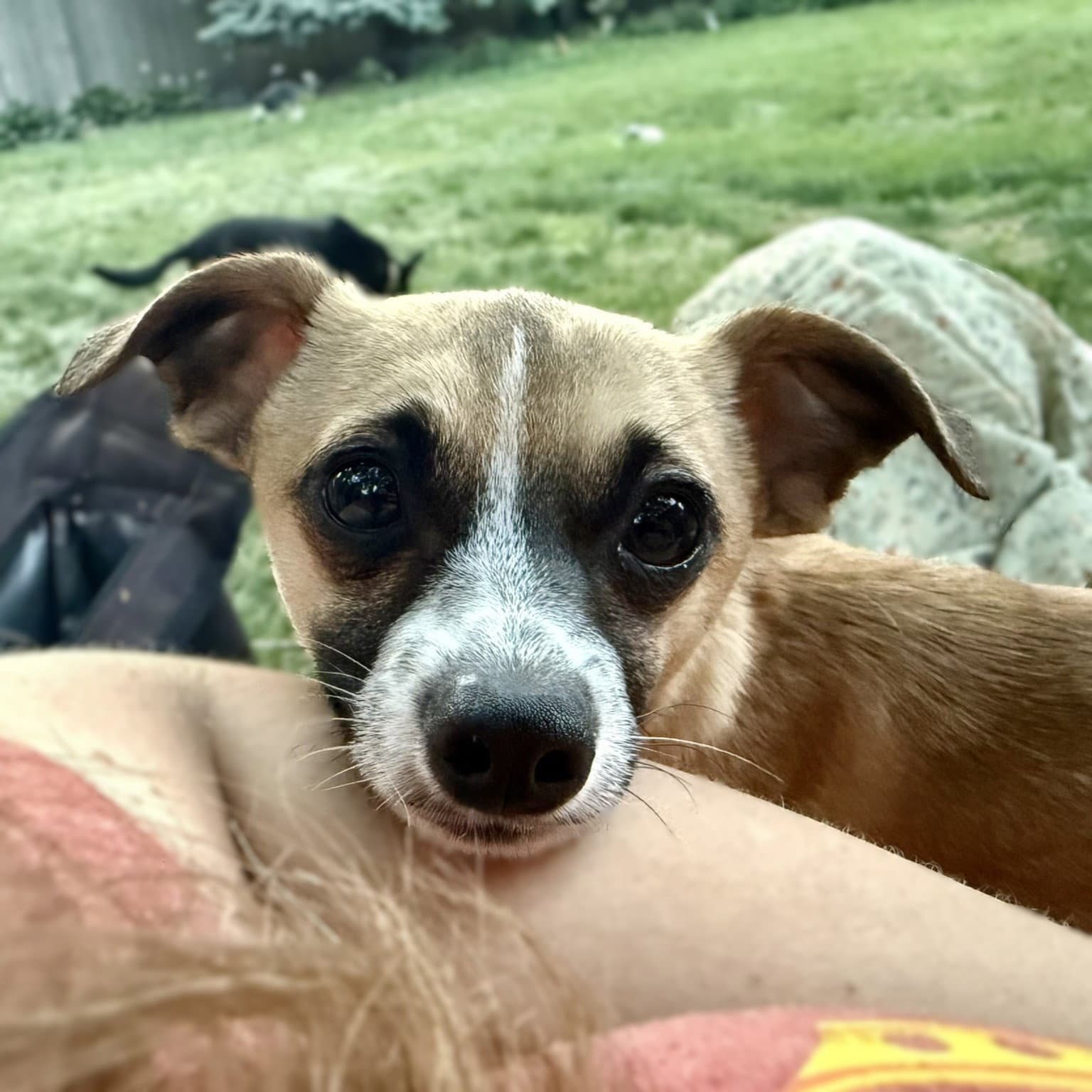 Meeko