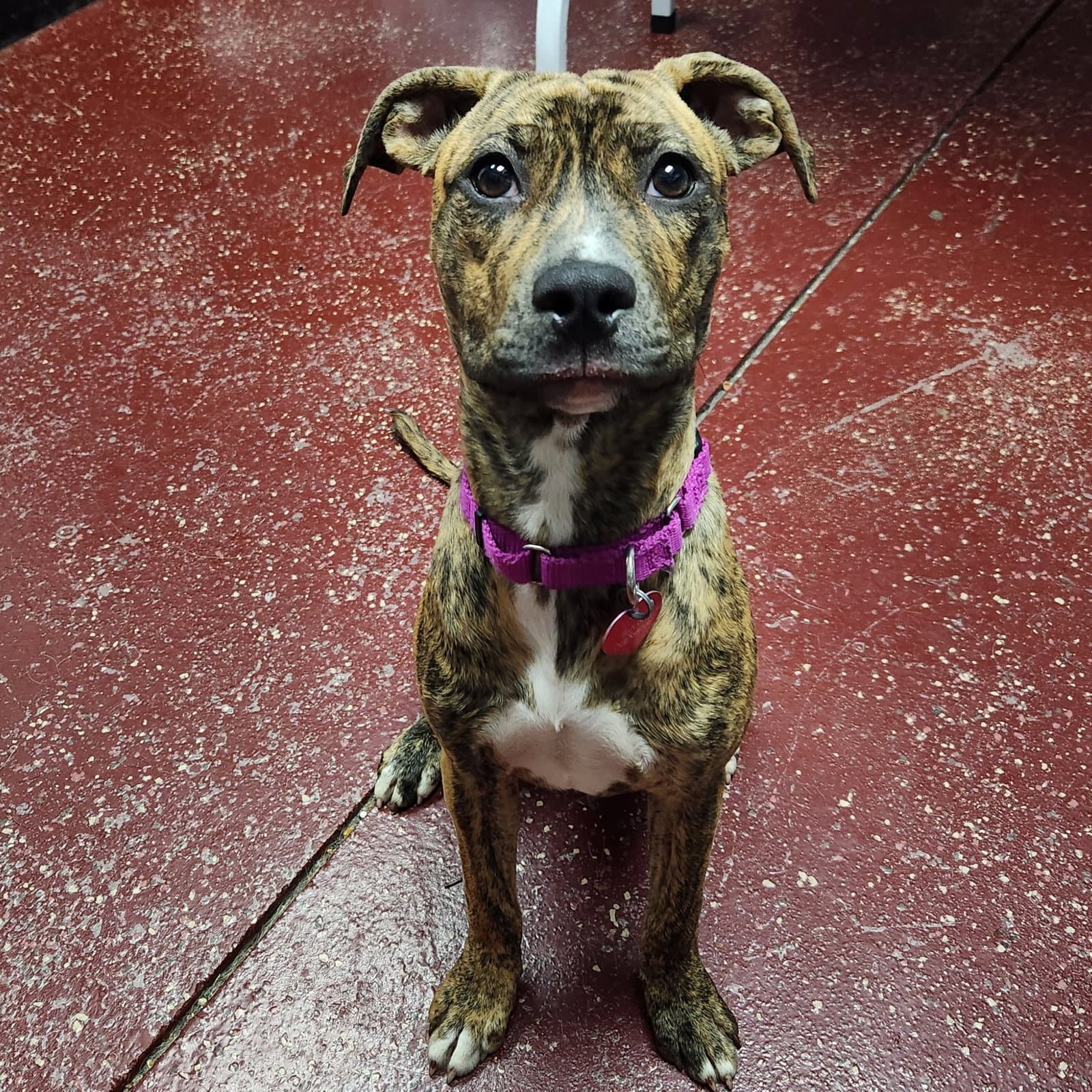 Wini - Pit Bull Terrier