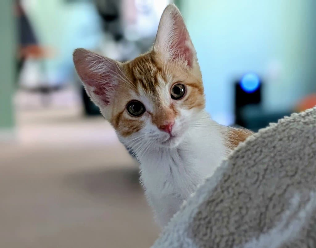 Artemis - Domestic Short Hair