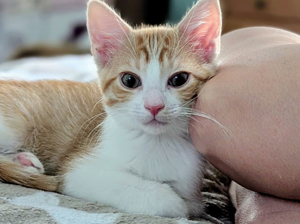 Athena - Domestic Short Hair