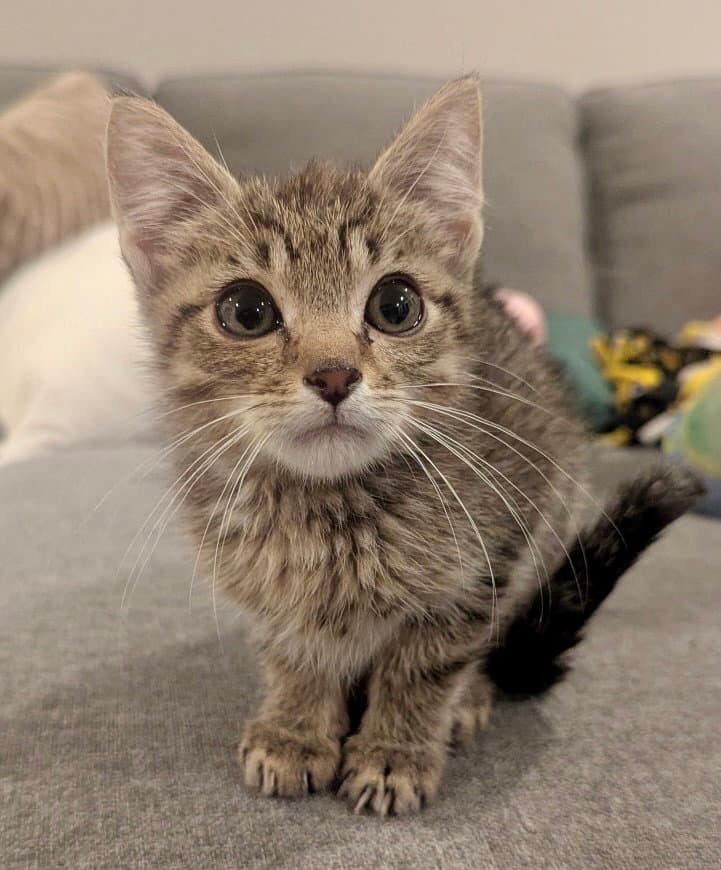 Carrots - Tabby