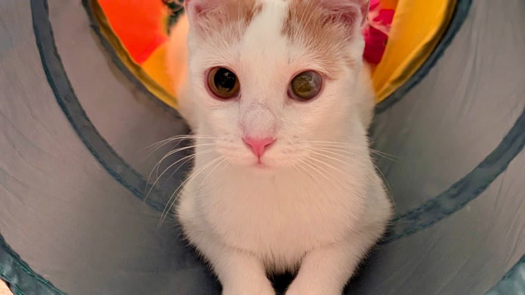 Cassiopia - Domestic Short Hair