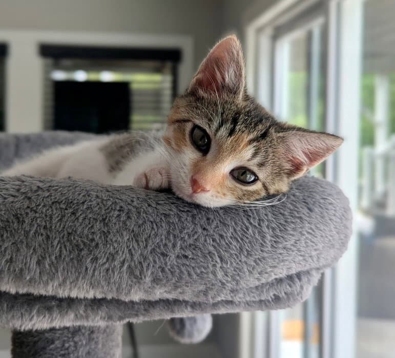 Jellybean - Calico