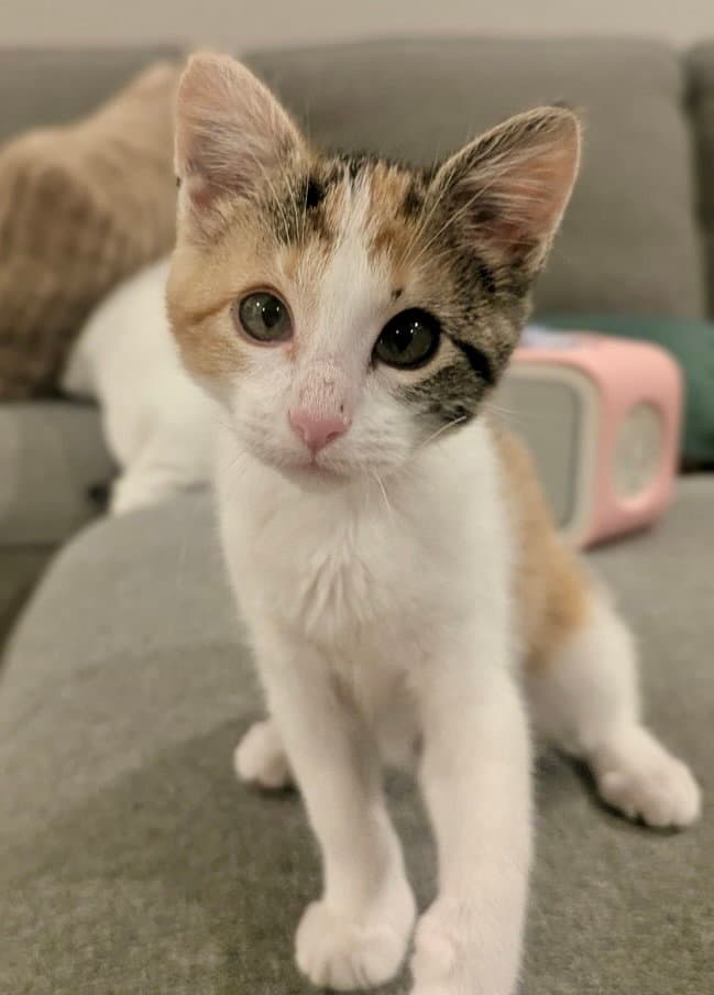 Rose - Calico
