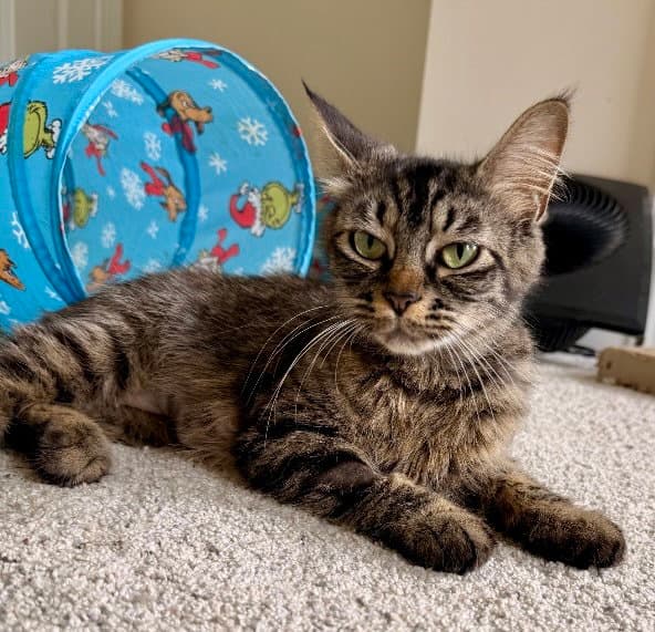 Pepper - Tabby