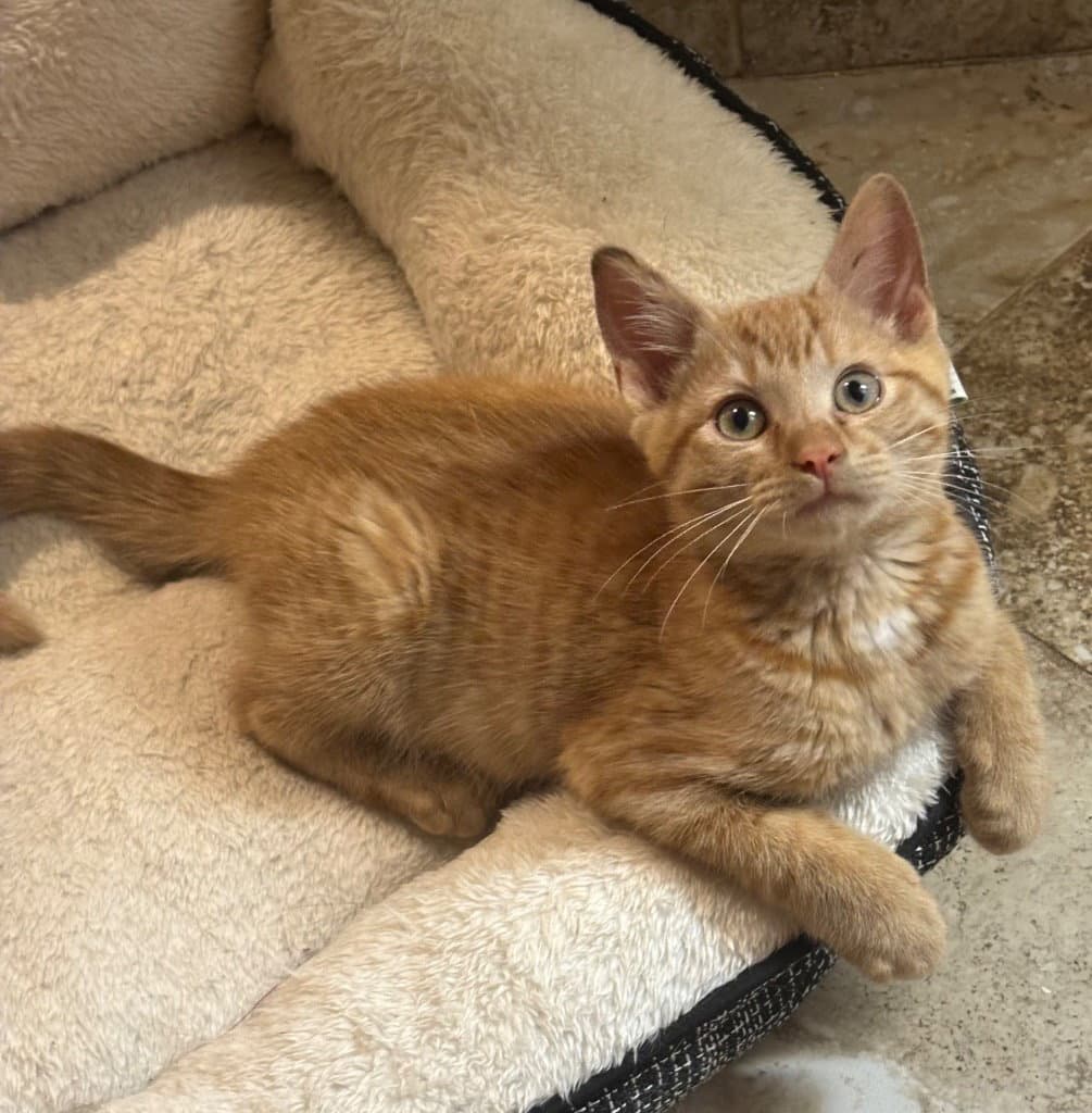 Sonny - Tabby