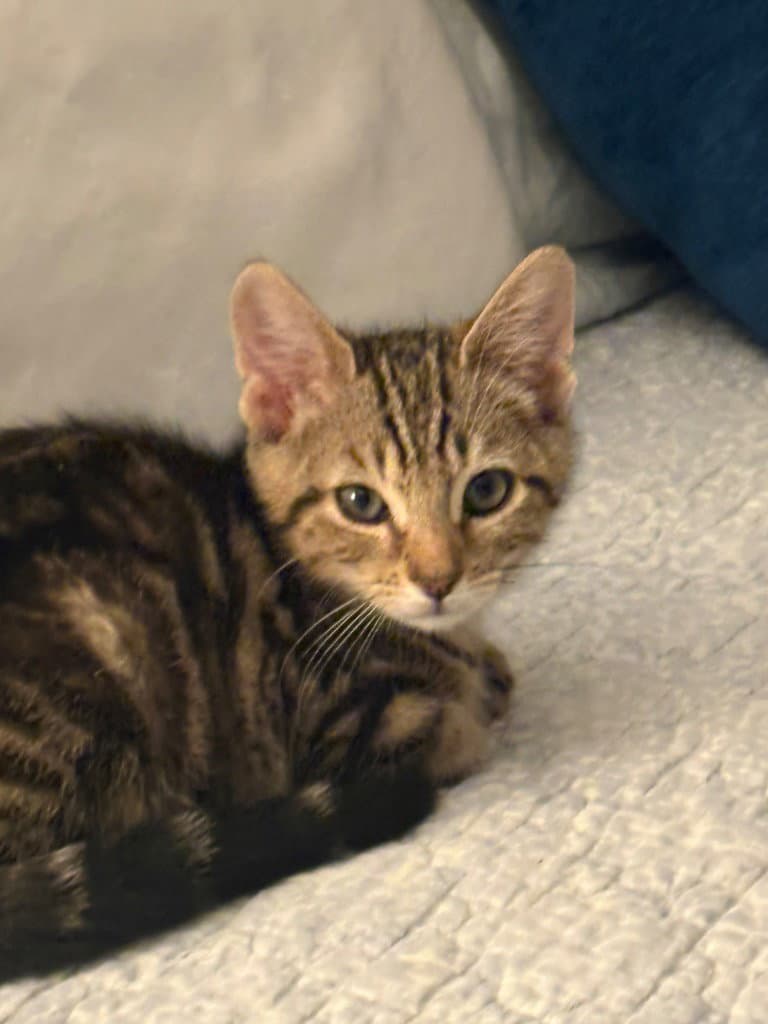 Jimmy K - Tabby