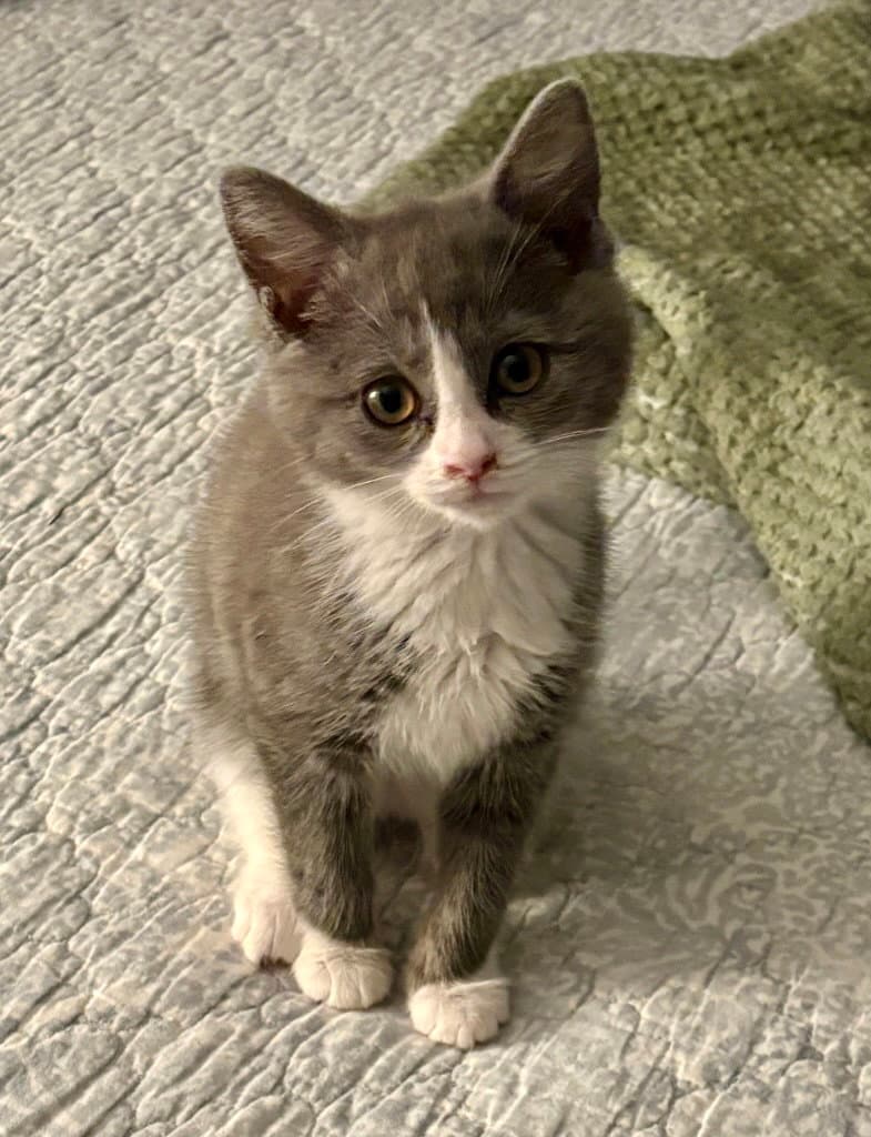 Mavis - Domestic Short Hair