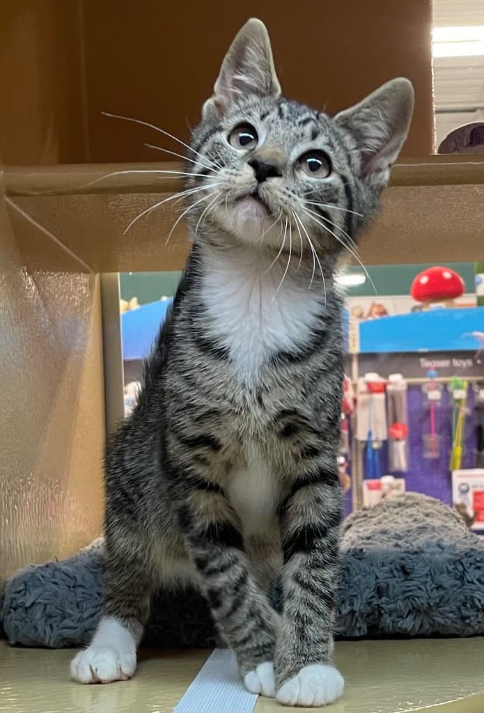 Granger - Tabby