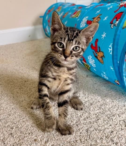Turnip - Tabby