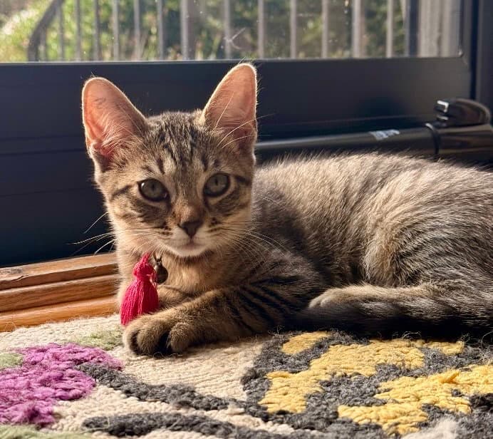 Zuchini - Tabby