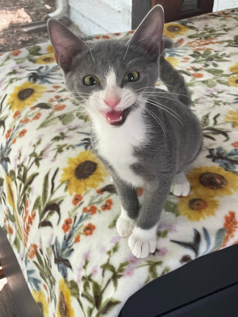Brie - Domestic Short Hair