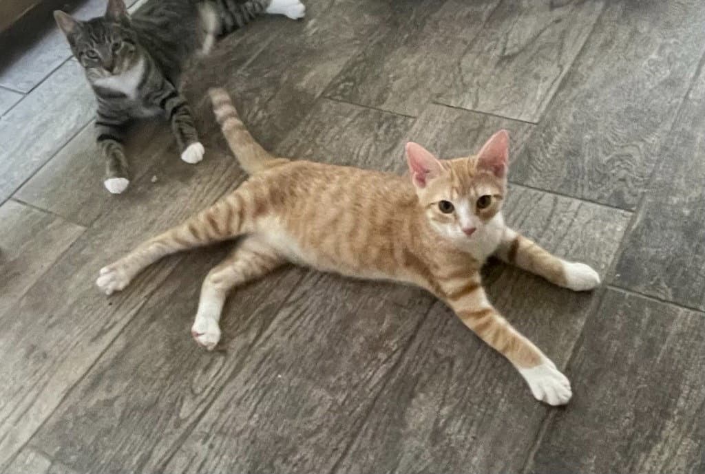 Cheeto - Tabby