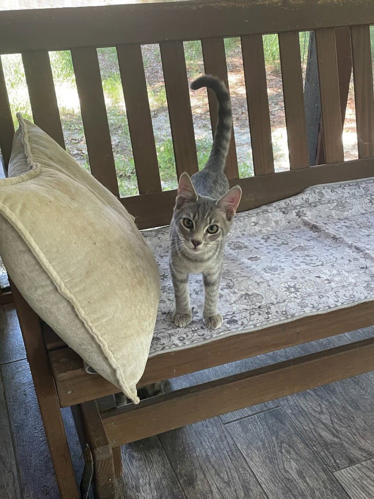 Cinda - Tabby