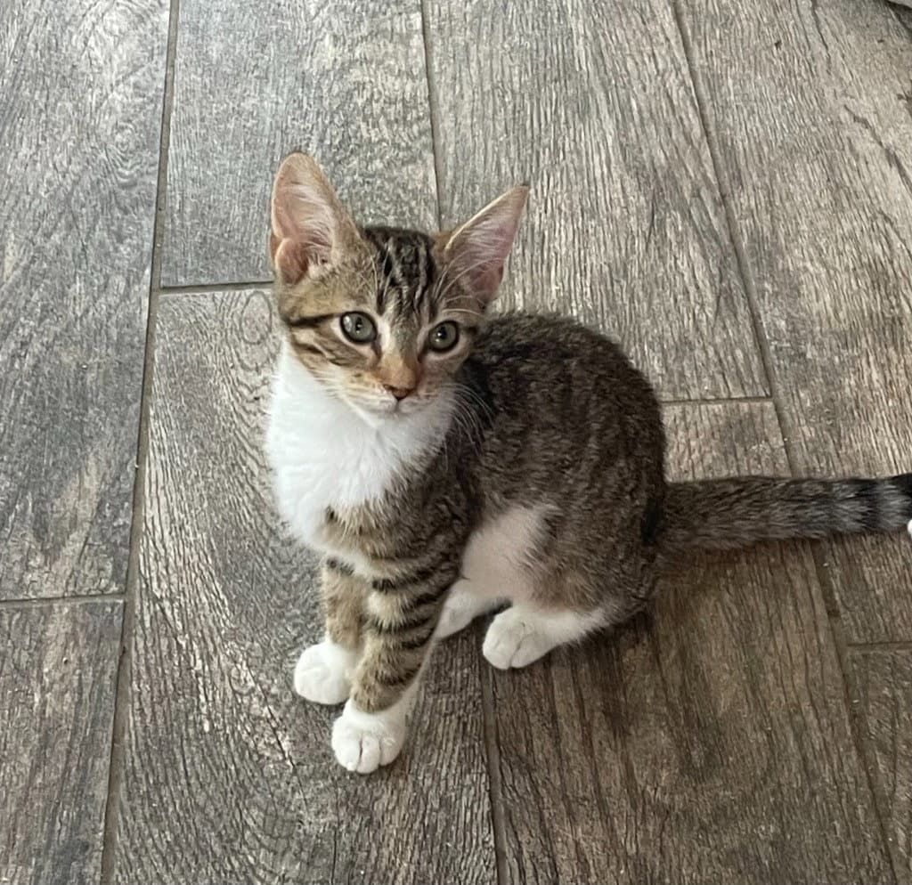 Cocoa Bean - Tabby