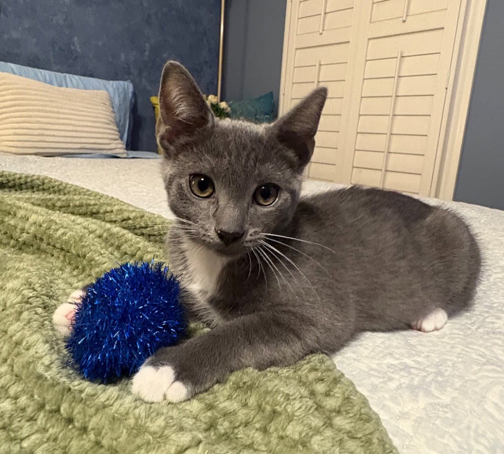 Edge - Domestic Short Hair