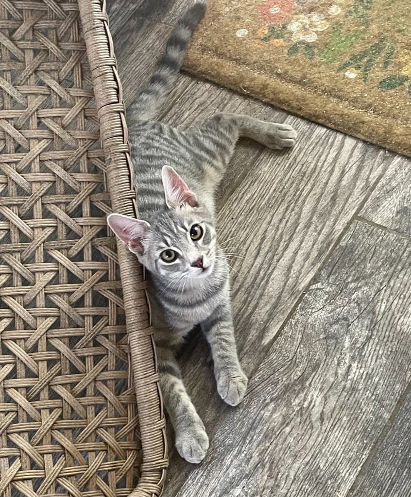 Juno - Tabby