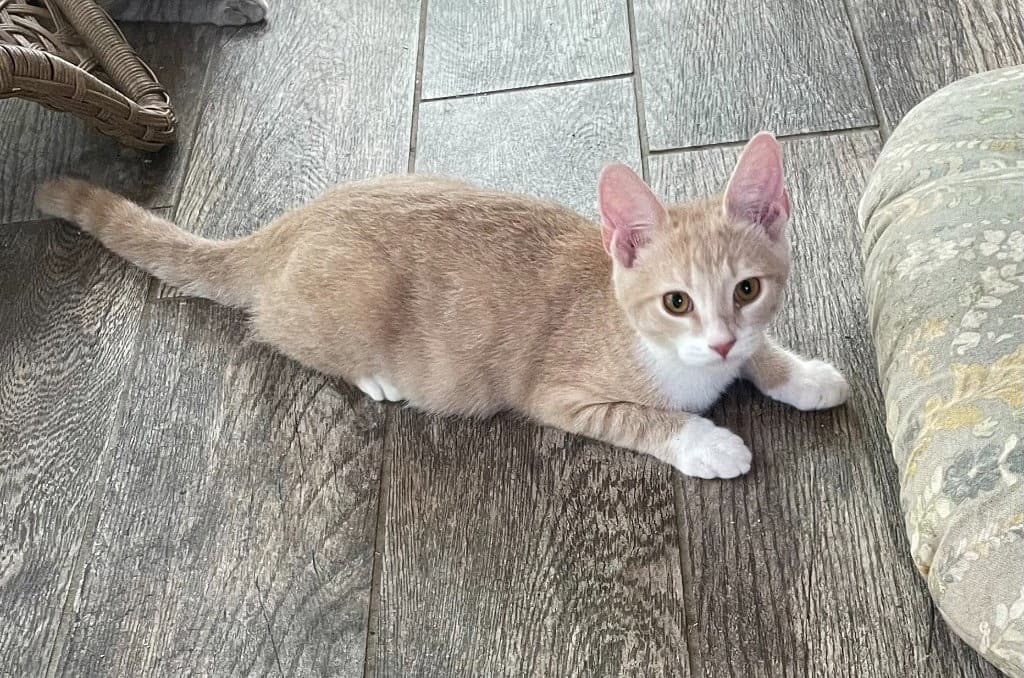 Nacho - Tabby