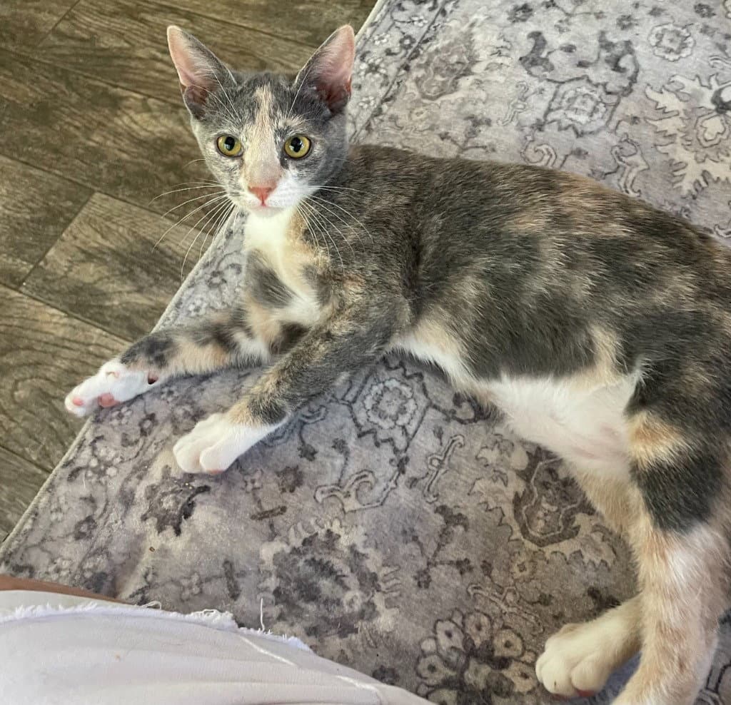 Roseanna - Calico