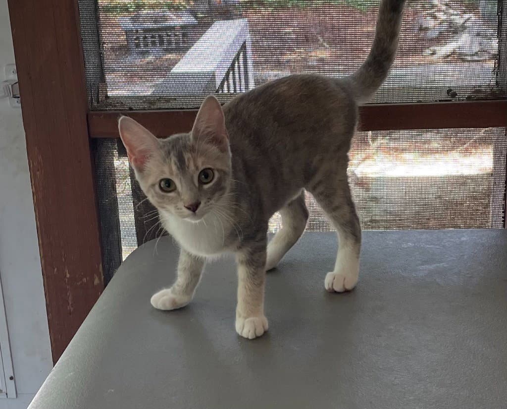 Roxanna - Calico