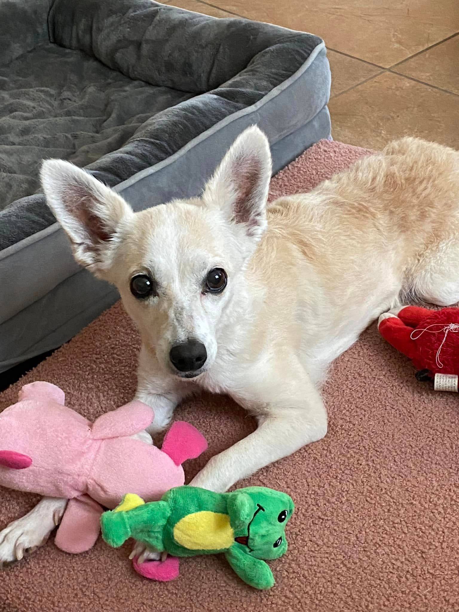 Polly - Terrier