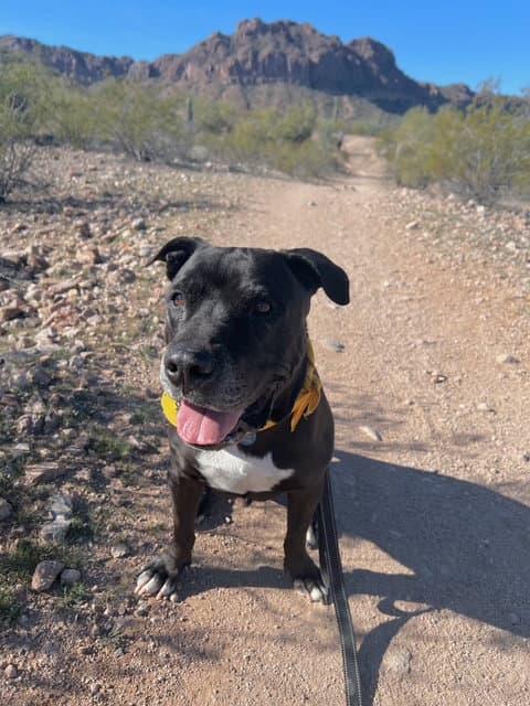 Kolby - American Staffordshire Terrier