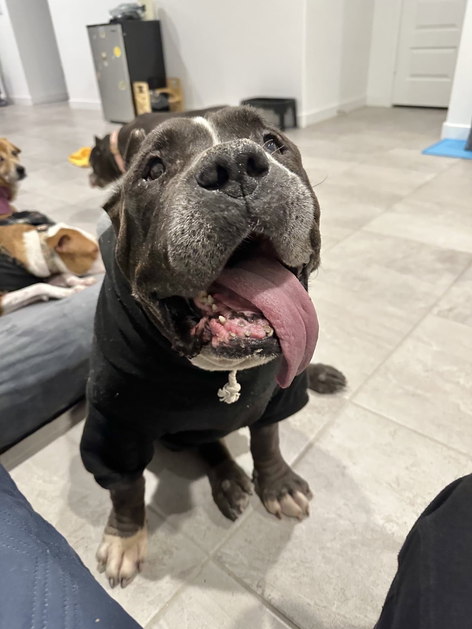 Armani - American Staffordshire Terrier