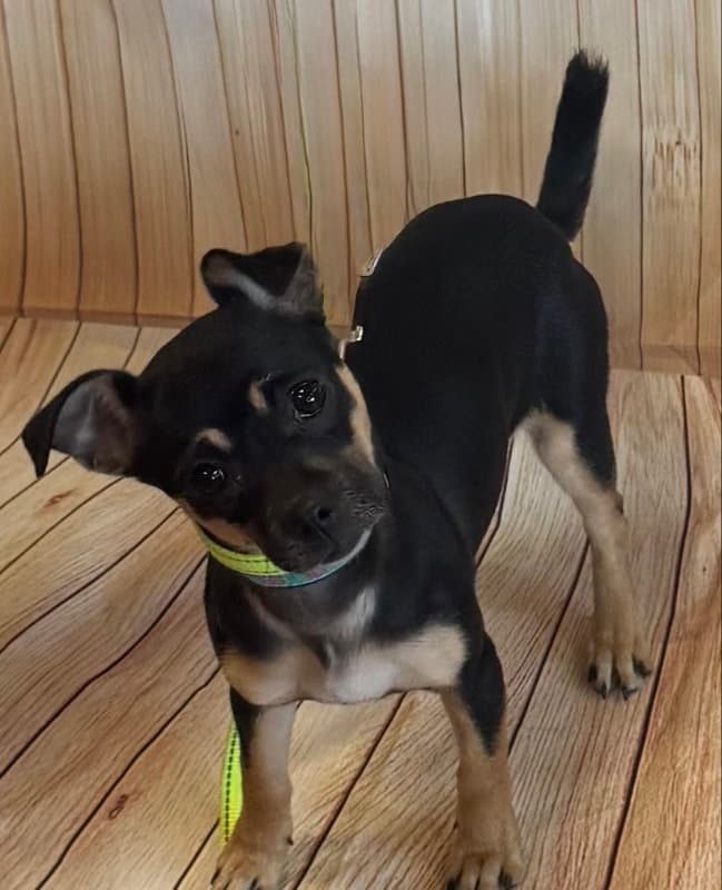 Chelan - Chihuahua