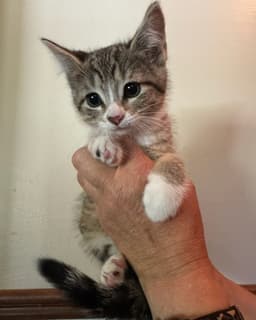 Lily Kitten image 1