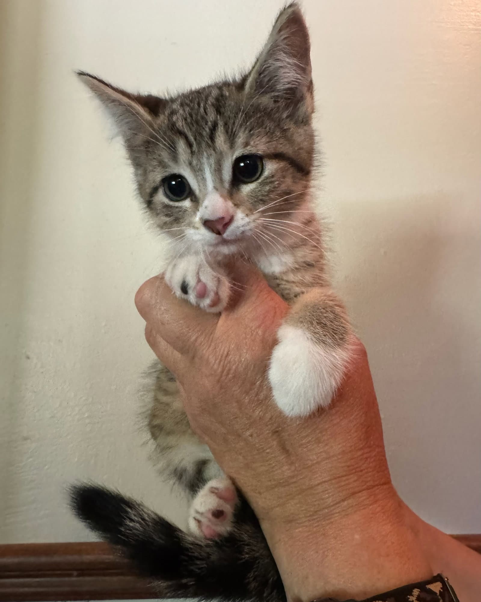 Lily Kitten - Domestic Short Hair