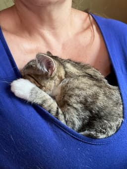 Lily Kitten image 2