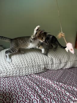 Lily Kitten image 3