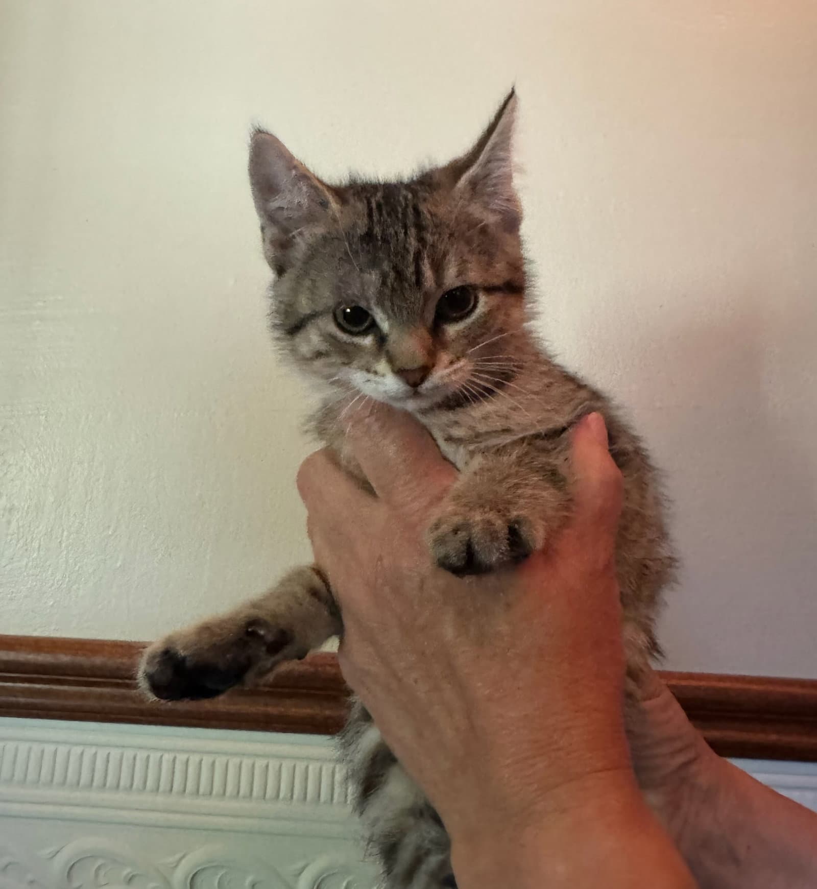 Tigress Kitten - Domestic Short Hair