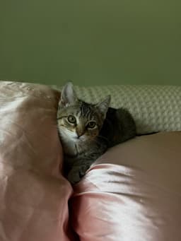 Tigress Kitten image 2