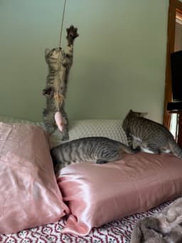 Tigress Kitten image 3