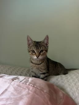 Tigress Kitten image 4