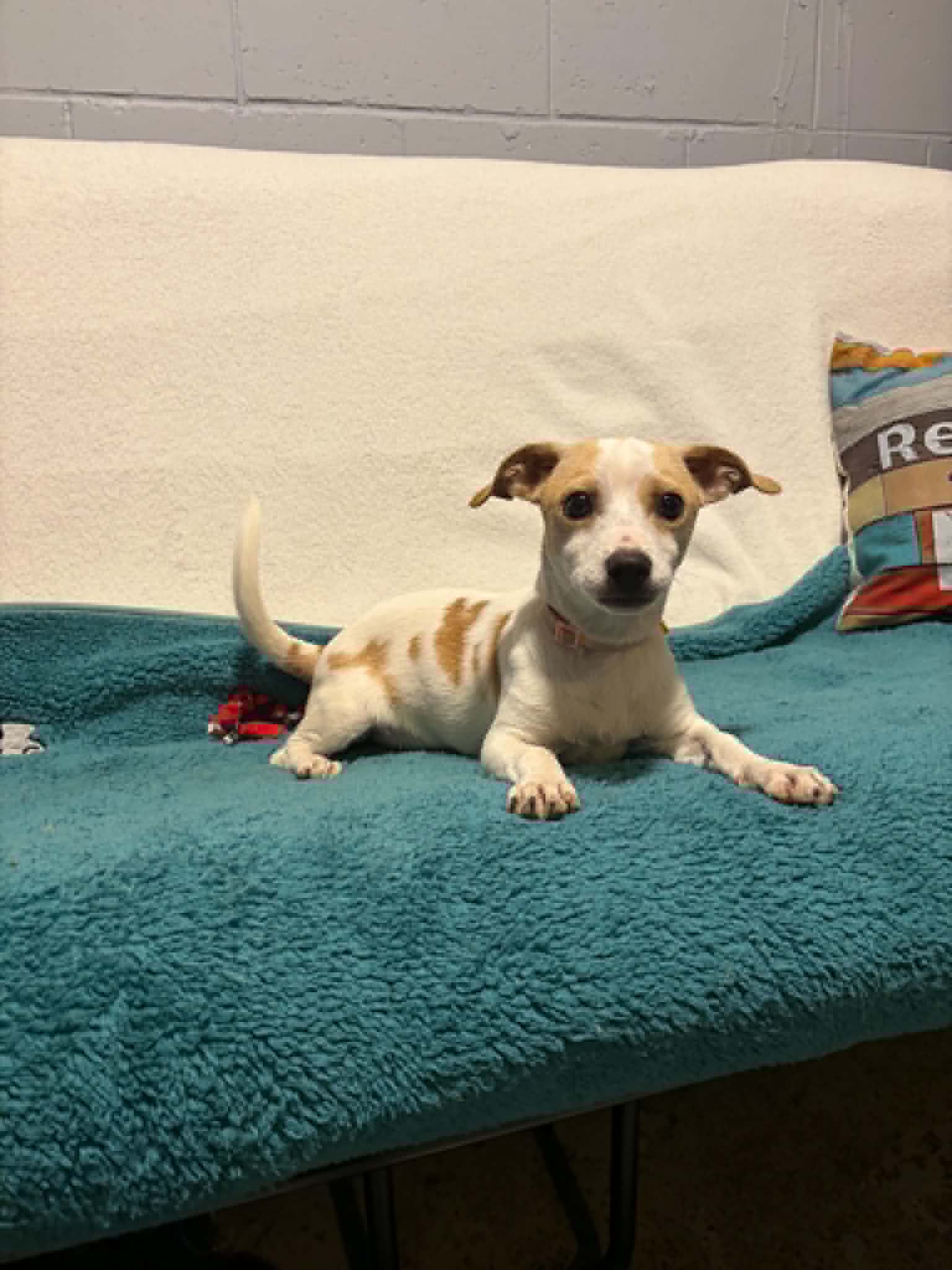 Birch - Chihuahua