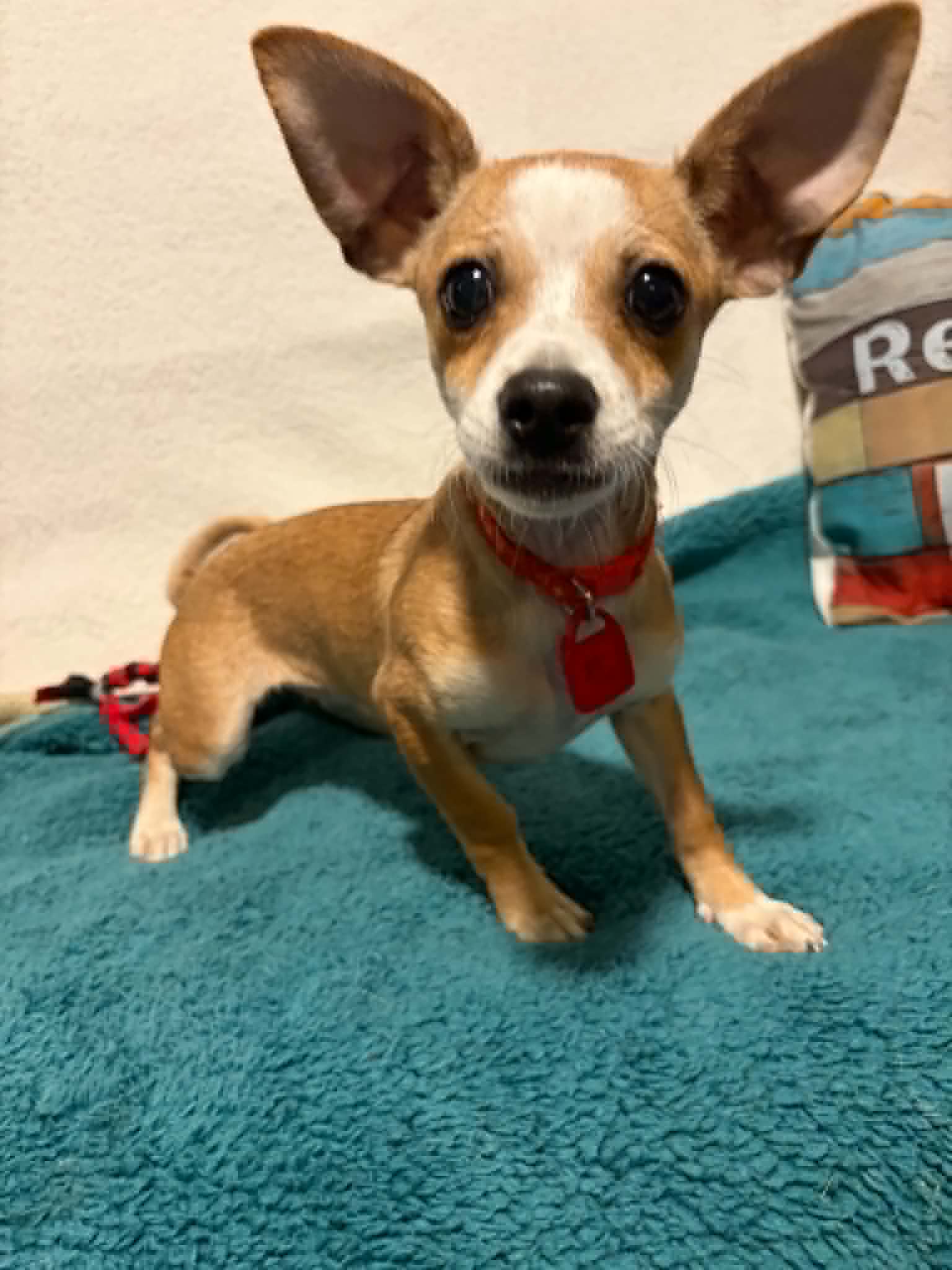 Fern - Chihuahua