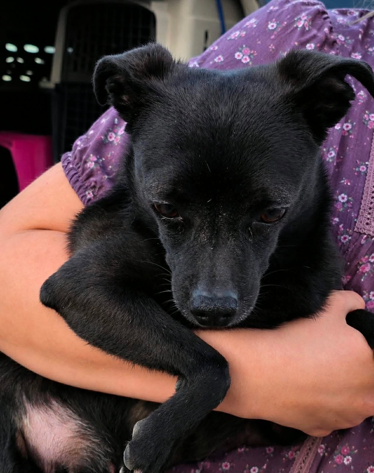 Vanessa - Chihuahua