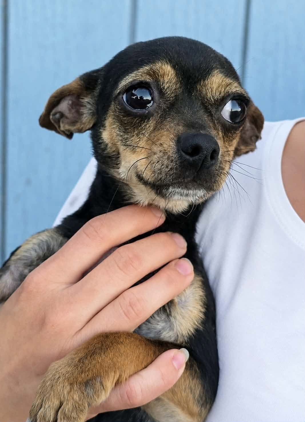 Veda - Chihuahua