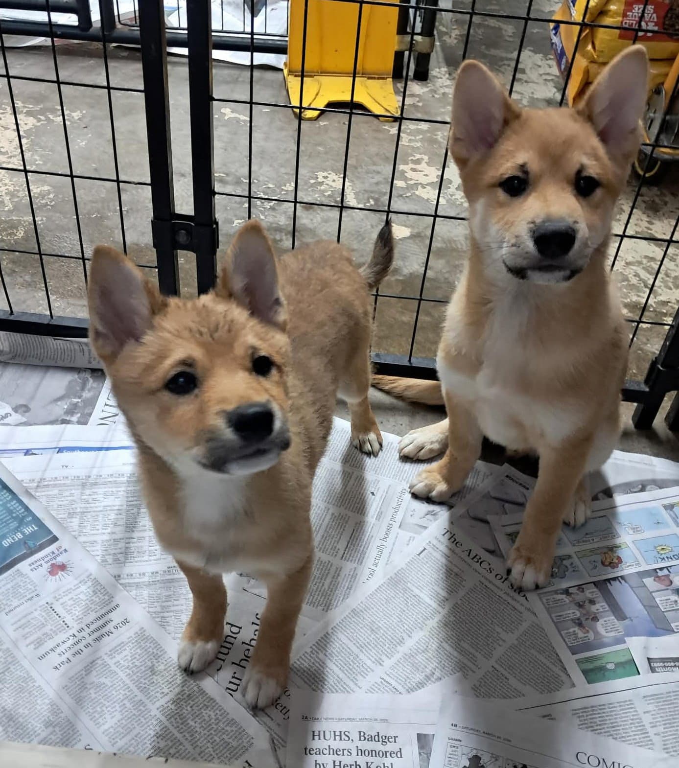 The Great Bluedini - Shiba Inu