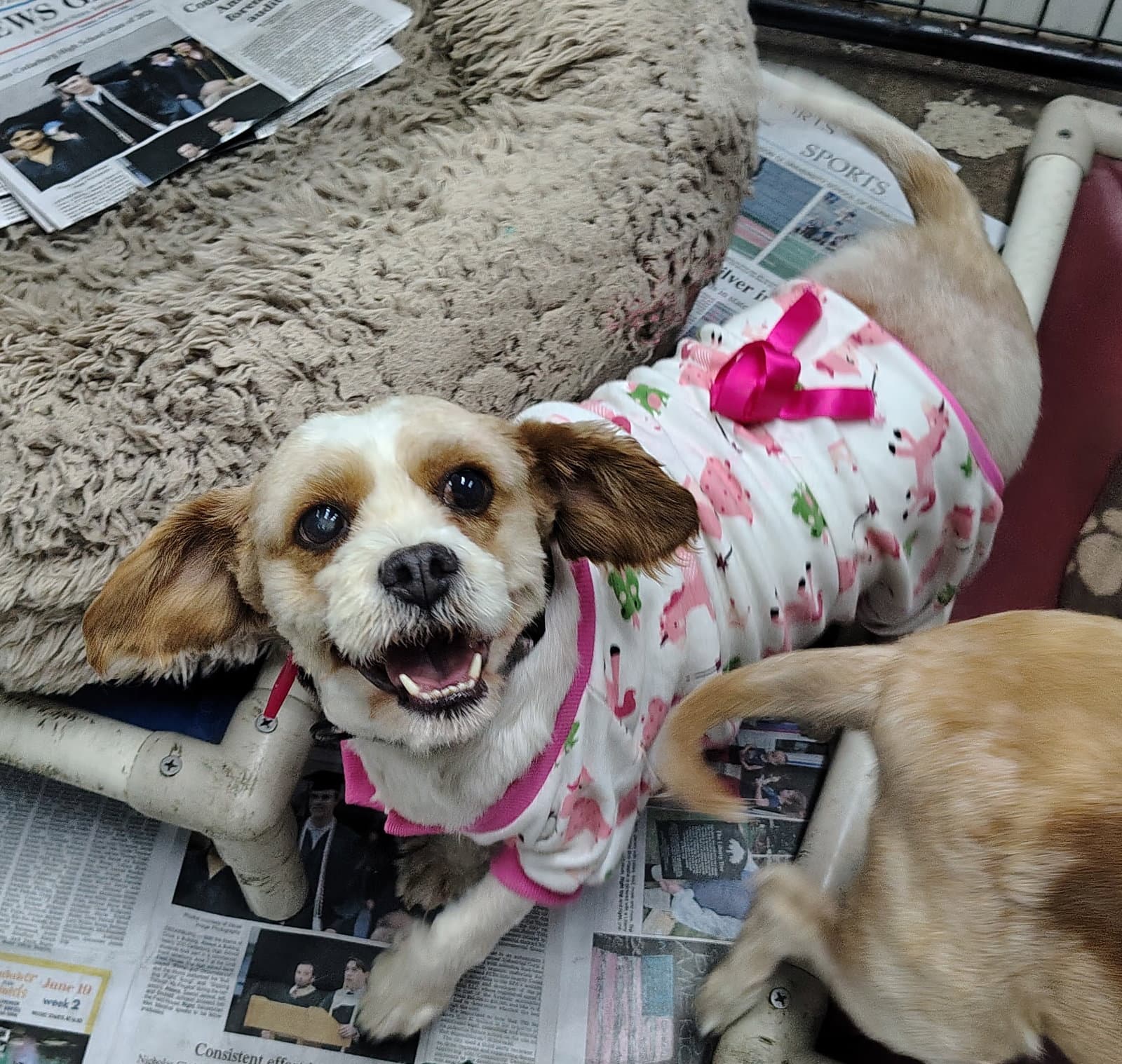 Pink Swimmingo - Cavalier King Charles Spaniel