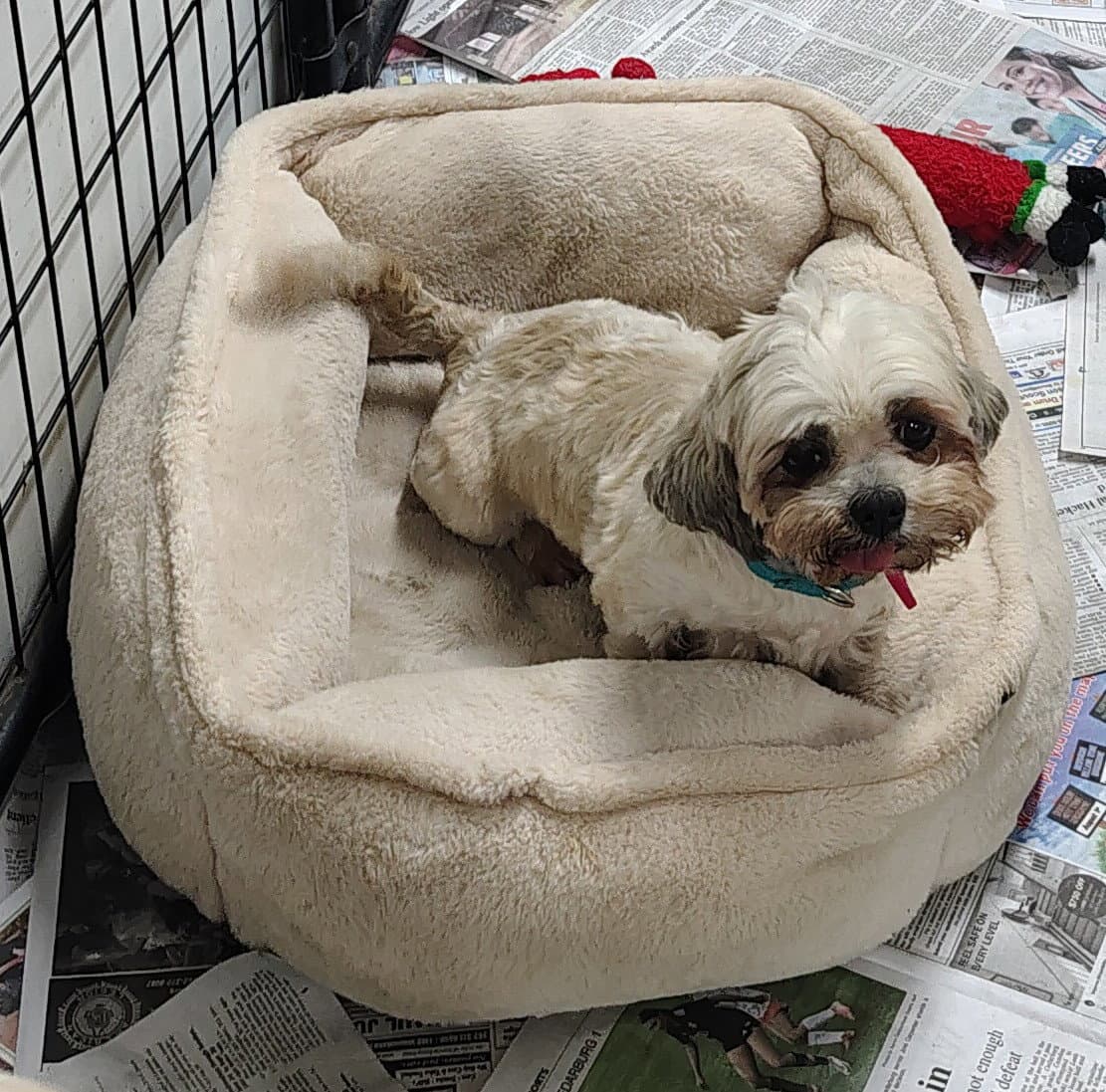 Betzy - Shih Tzu