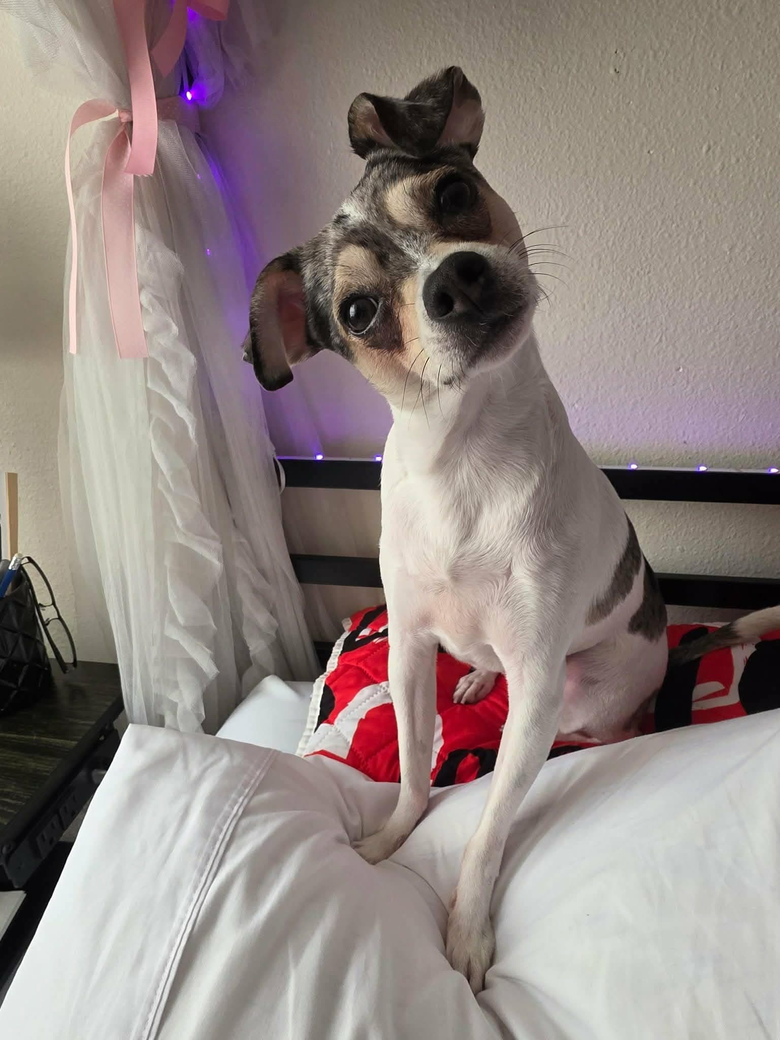 Tito - Chihuahua
