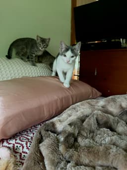 Maverick Kitten image 2