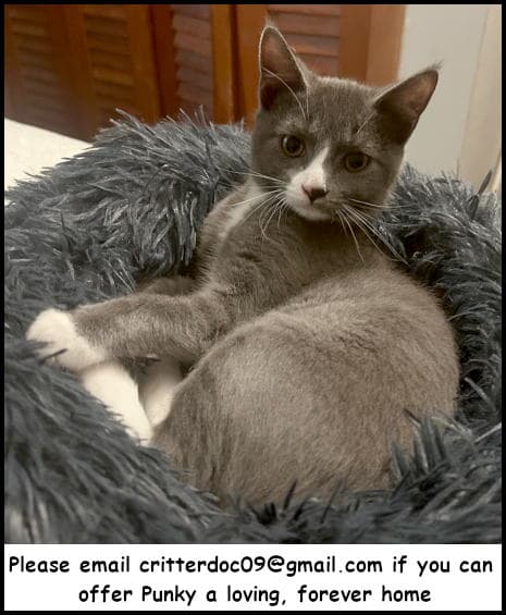 Punky - Tuxedo